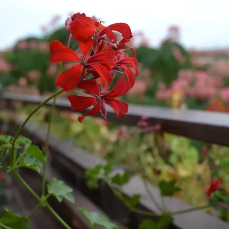 Guest house Swallows' Villa
