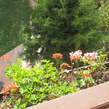 Guest house Swallows' Villa *